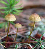 Mycena capillaris.